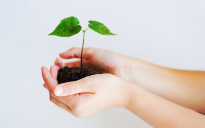 LE JARDINAGE EN PÉRIODE DE FROID : LES CHOSES À SAVOIR